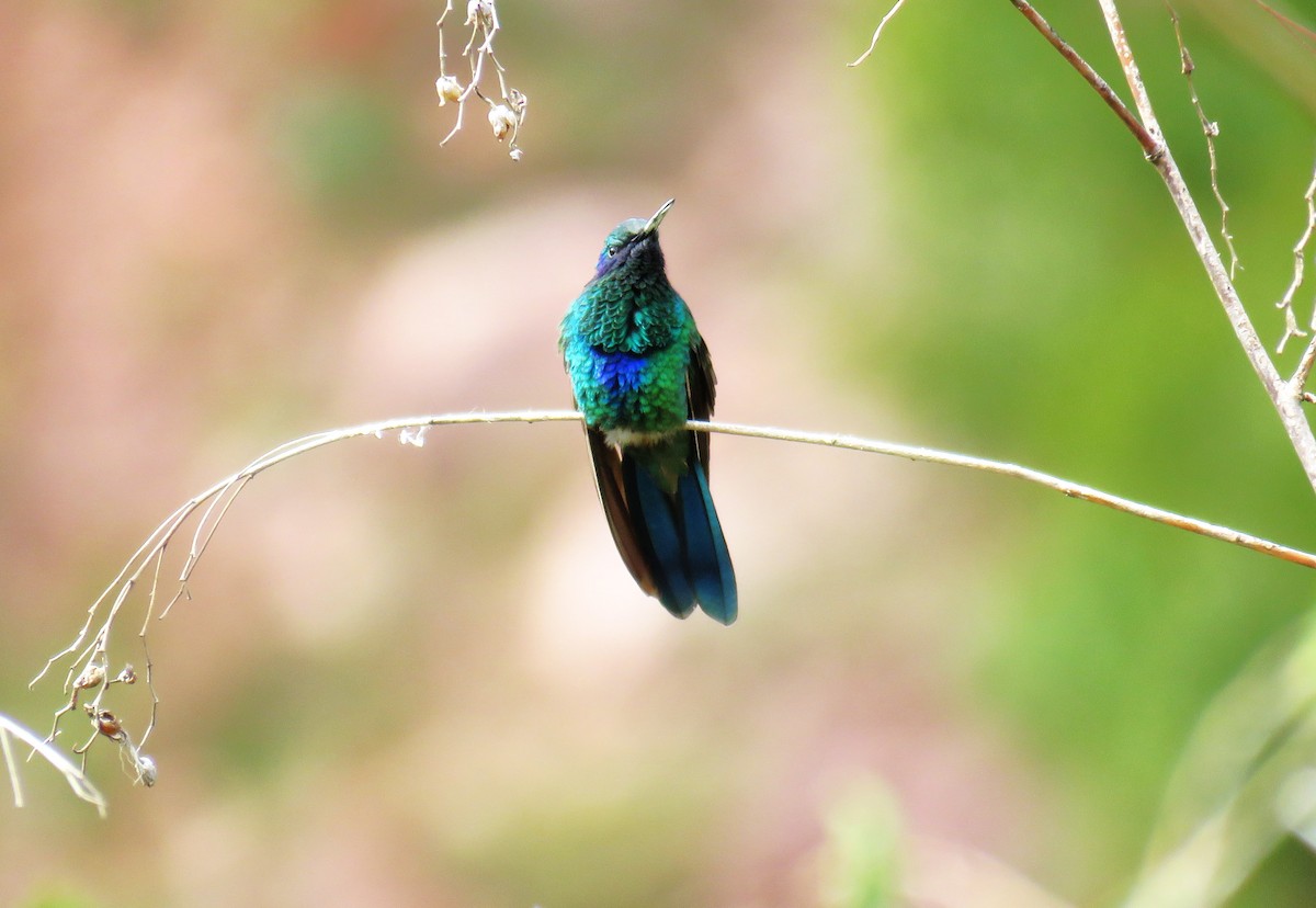 Sparkling Violetear - ML642509408