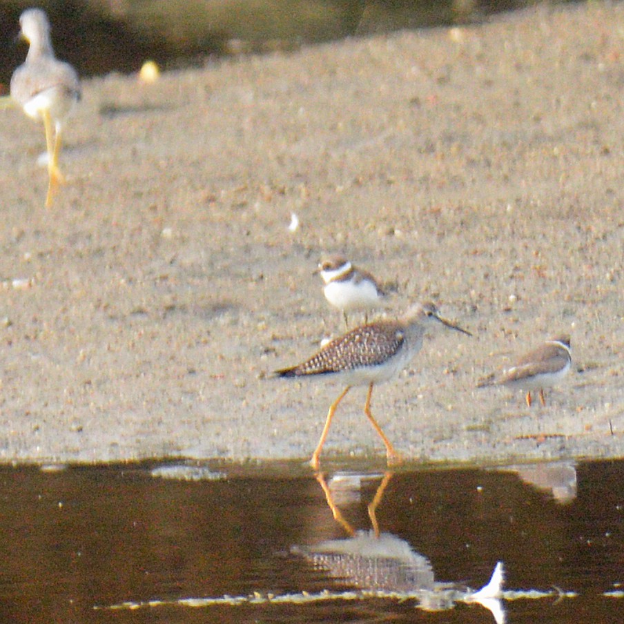 Lesser Yellowlegs - ML642509415