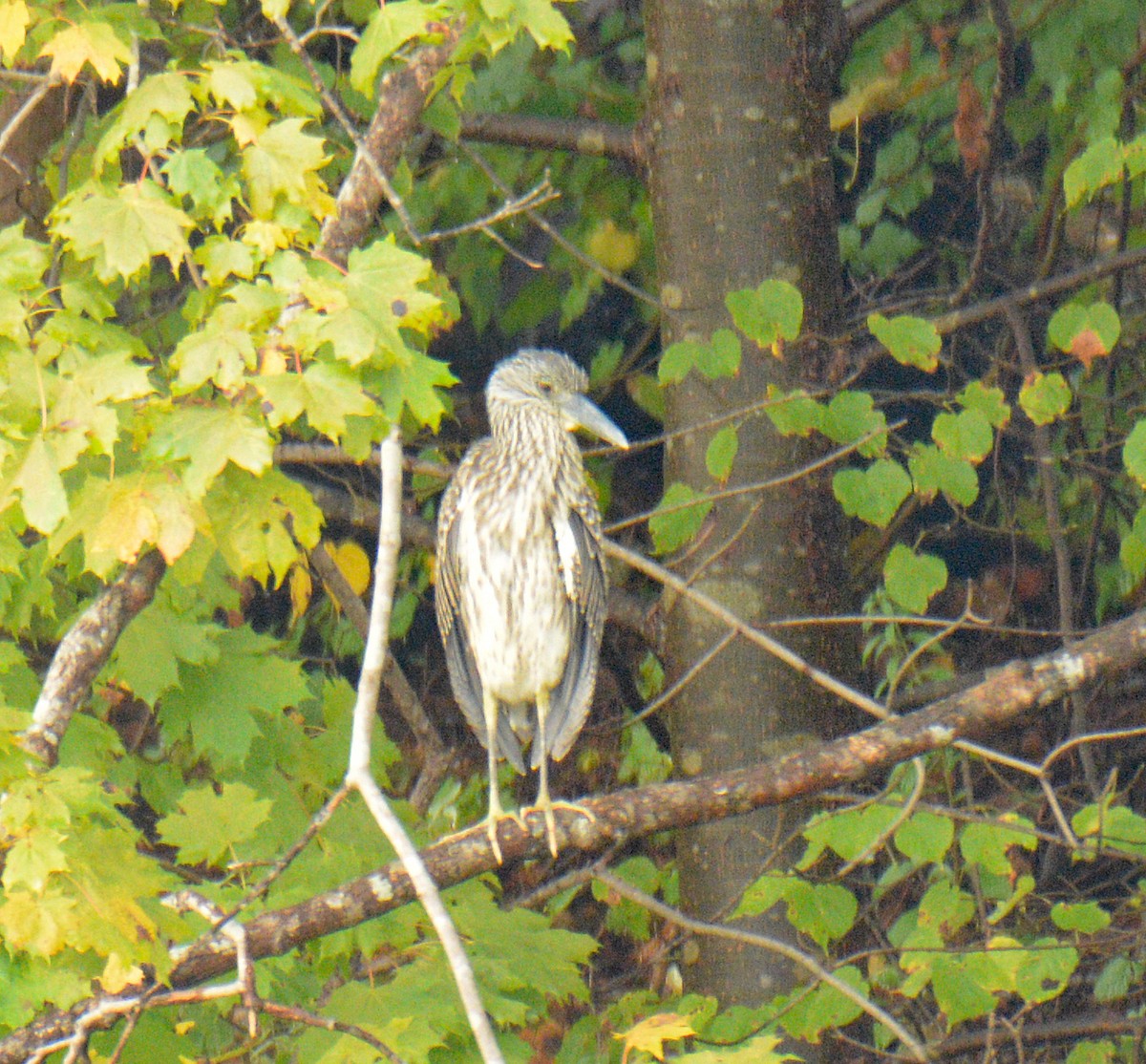 Yellow-crowned Night Heron - ML642509422