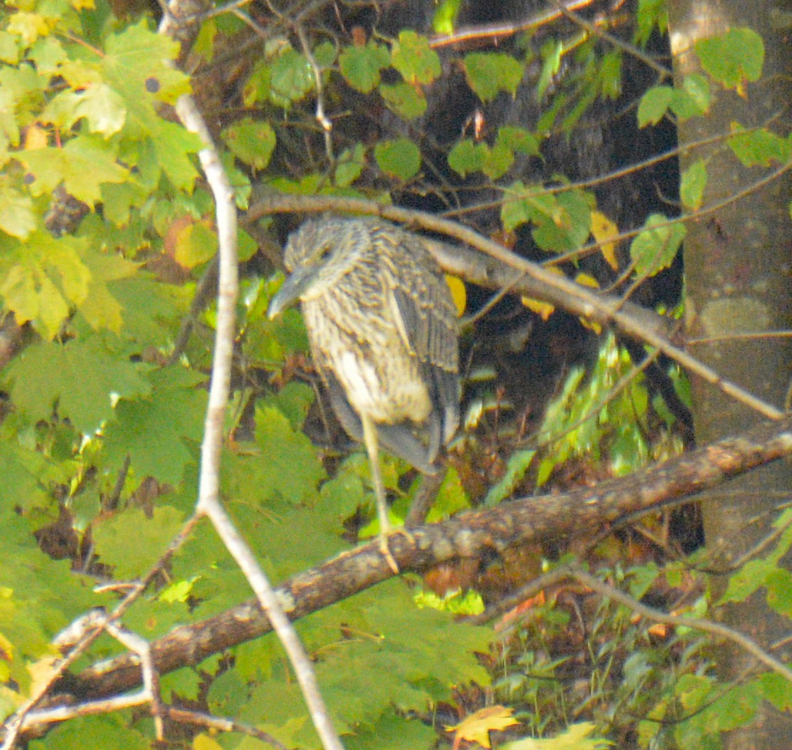 Yellow-crowned Night Heron - ML642509423