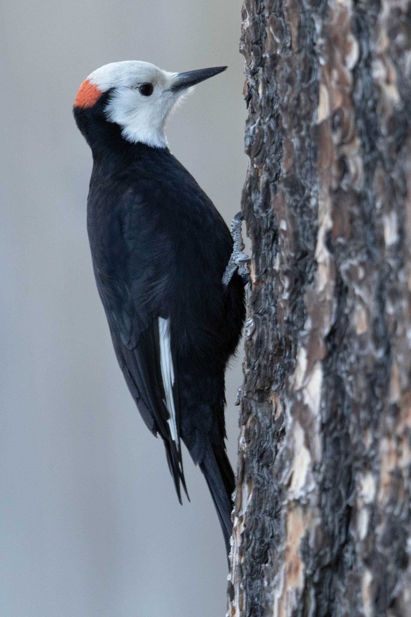 White-headed Woodpecker - ML642509446