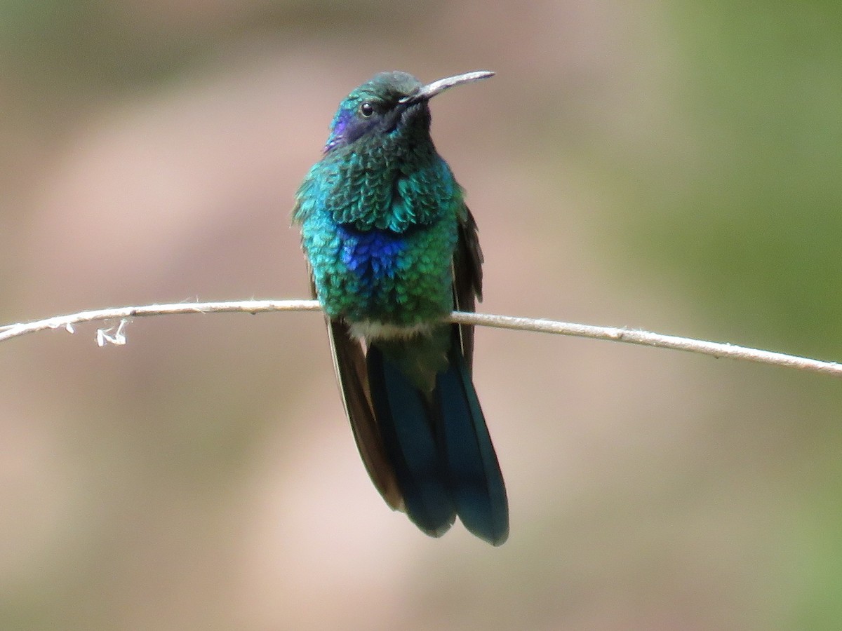 Sparkling Violetear - ML642509453