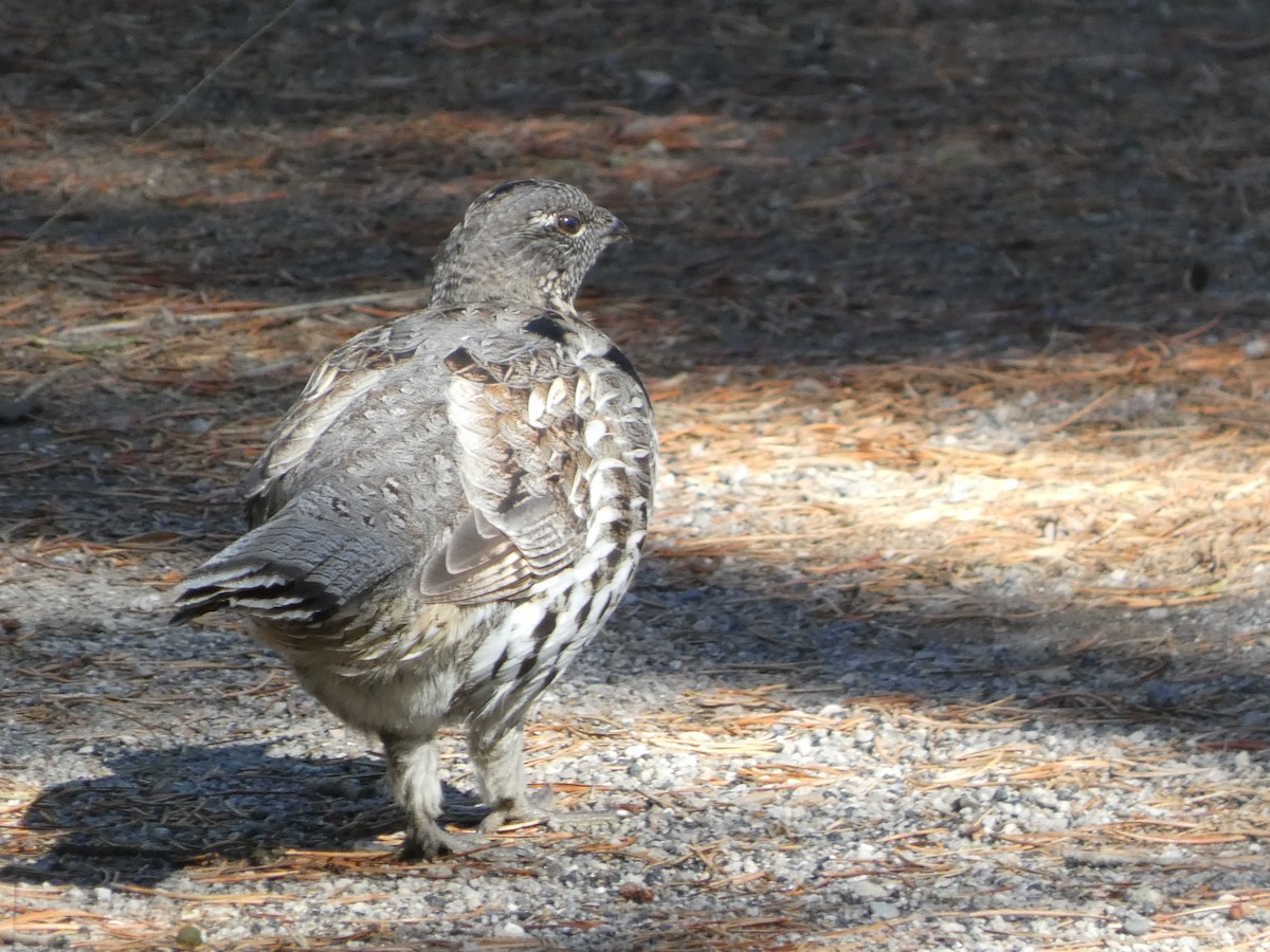 Ruffed Grouse - ML642509458
