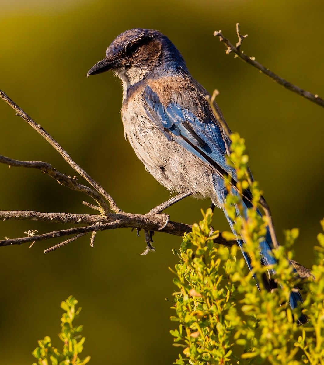 California Scrub-Jay - ML642509481