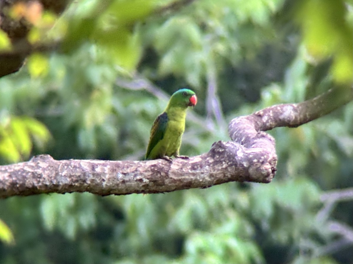 Blue-naped Parrot - ML642509484