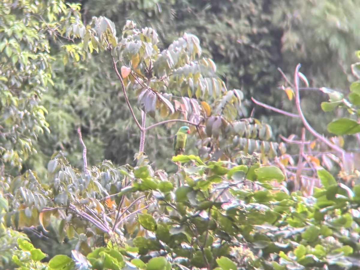 Blue-naped Parrot - ML642509485