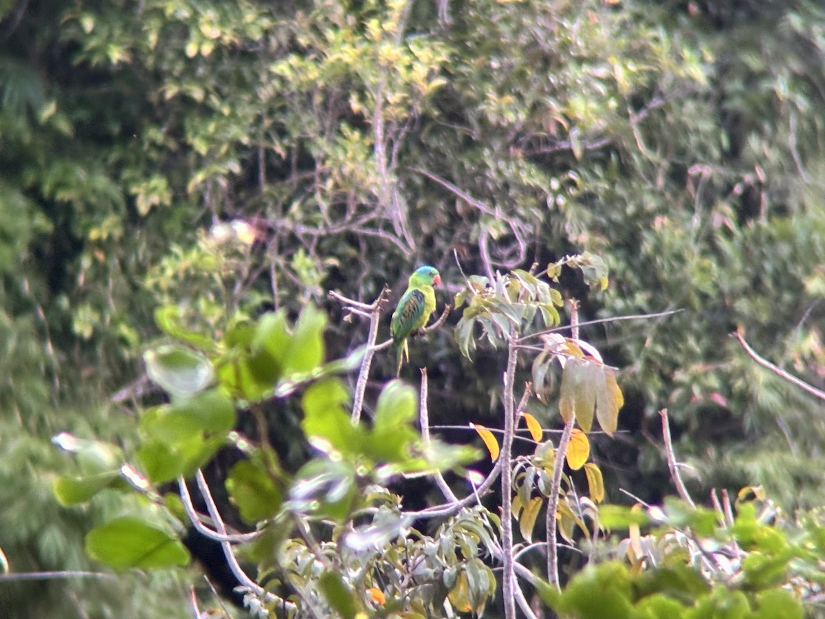 Blue-naped Parrot - ML642509486