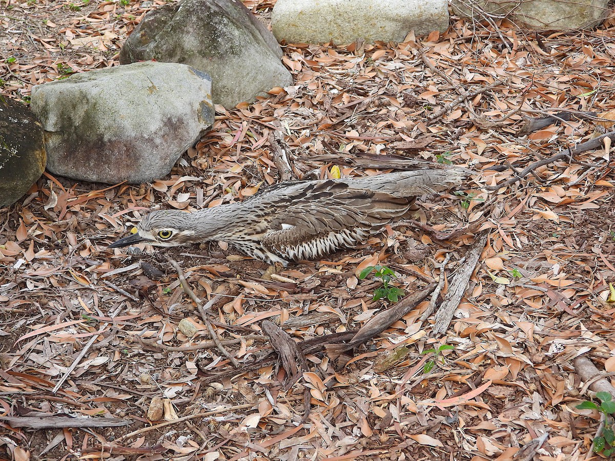 Bush Thick-knee - ML642509491