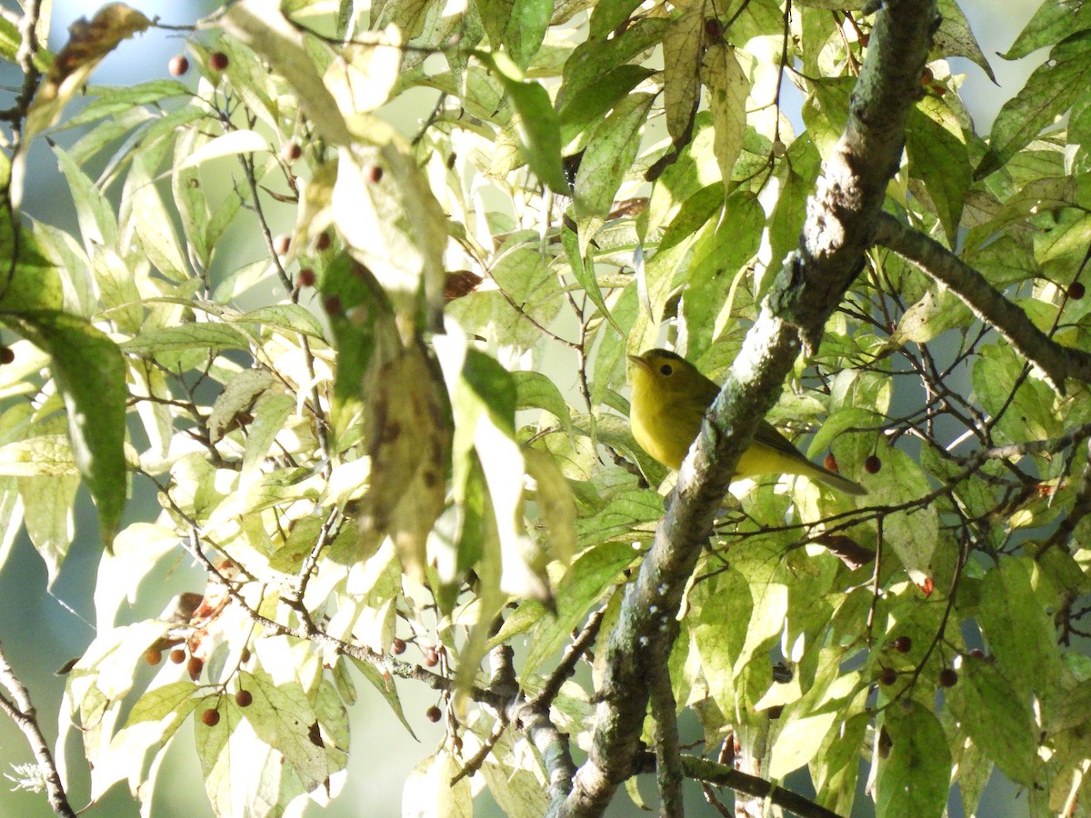 Wilson's Warbler - ML642509494