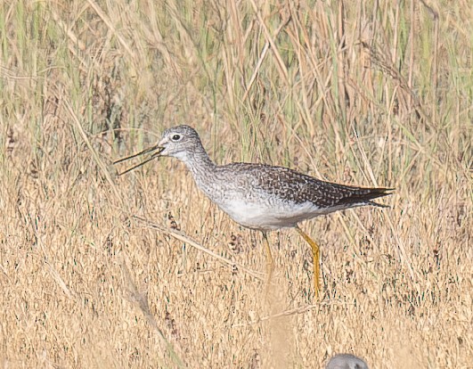 Greater Yellowlegs - ML642509495