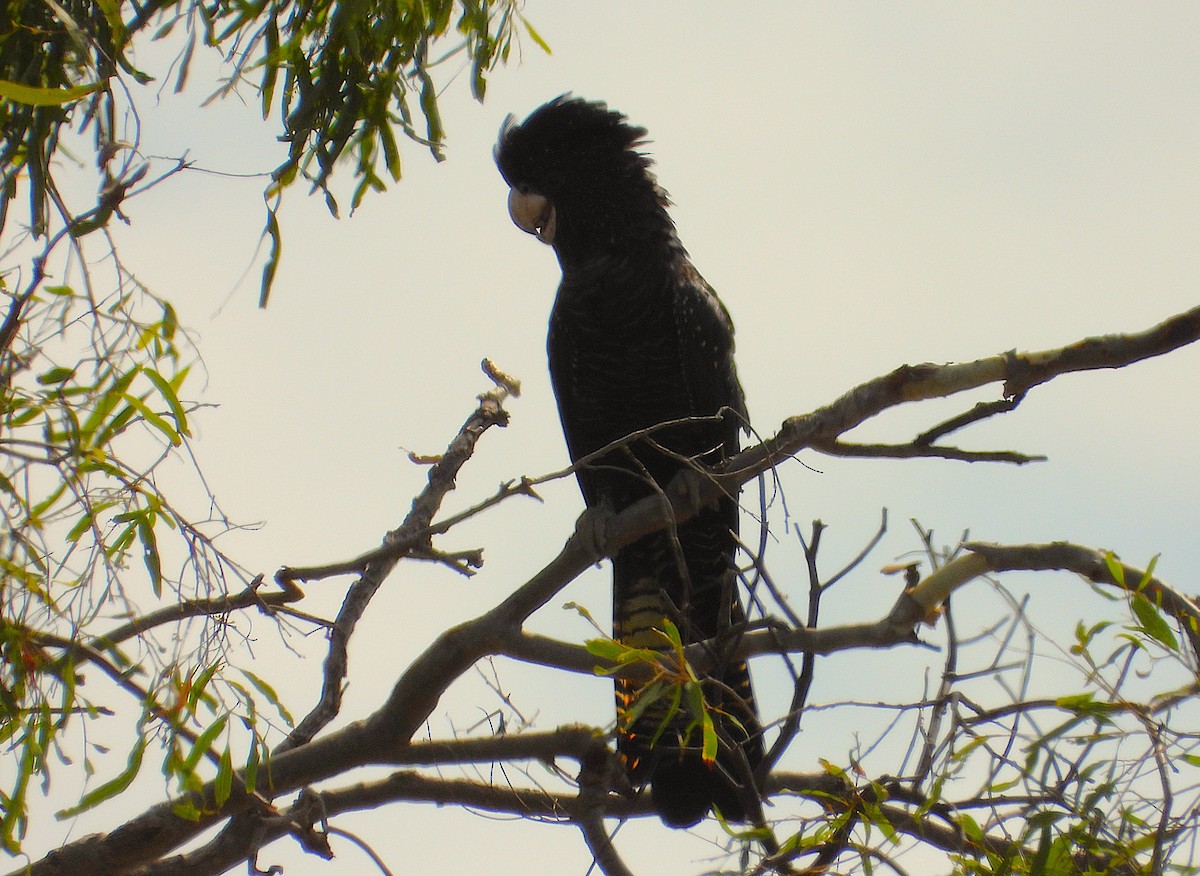 Red-tailed Black-Cockatoo - ML642509497