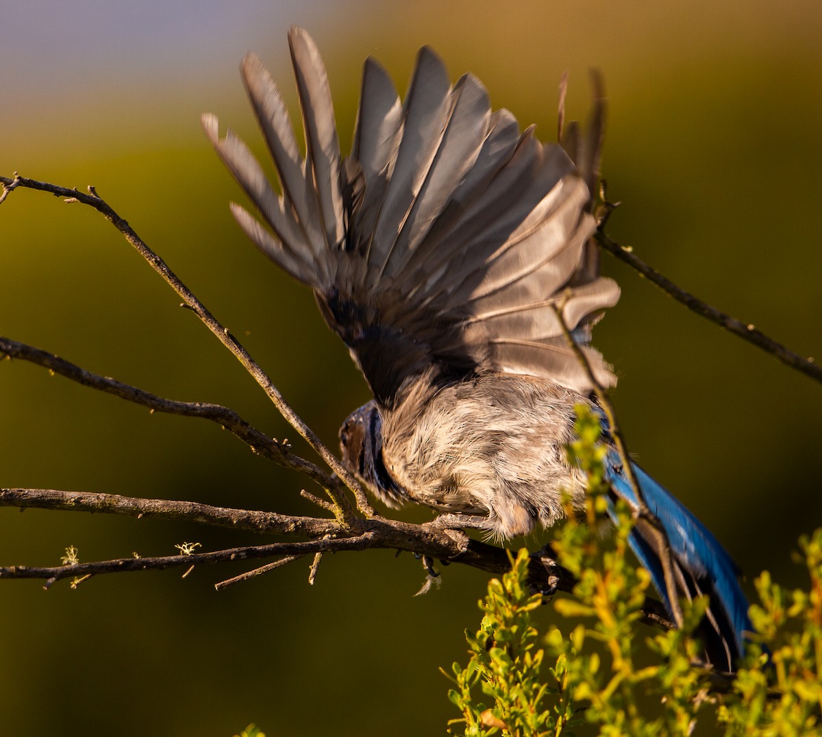 California Scrub-Jay - ML642509498