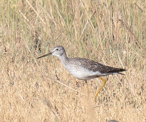 Greater Yellowlegs - ML642509499