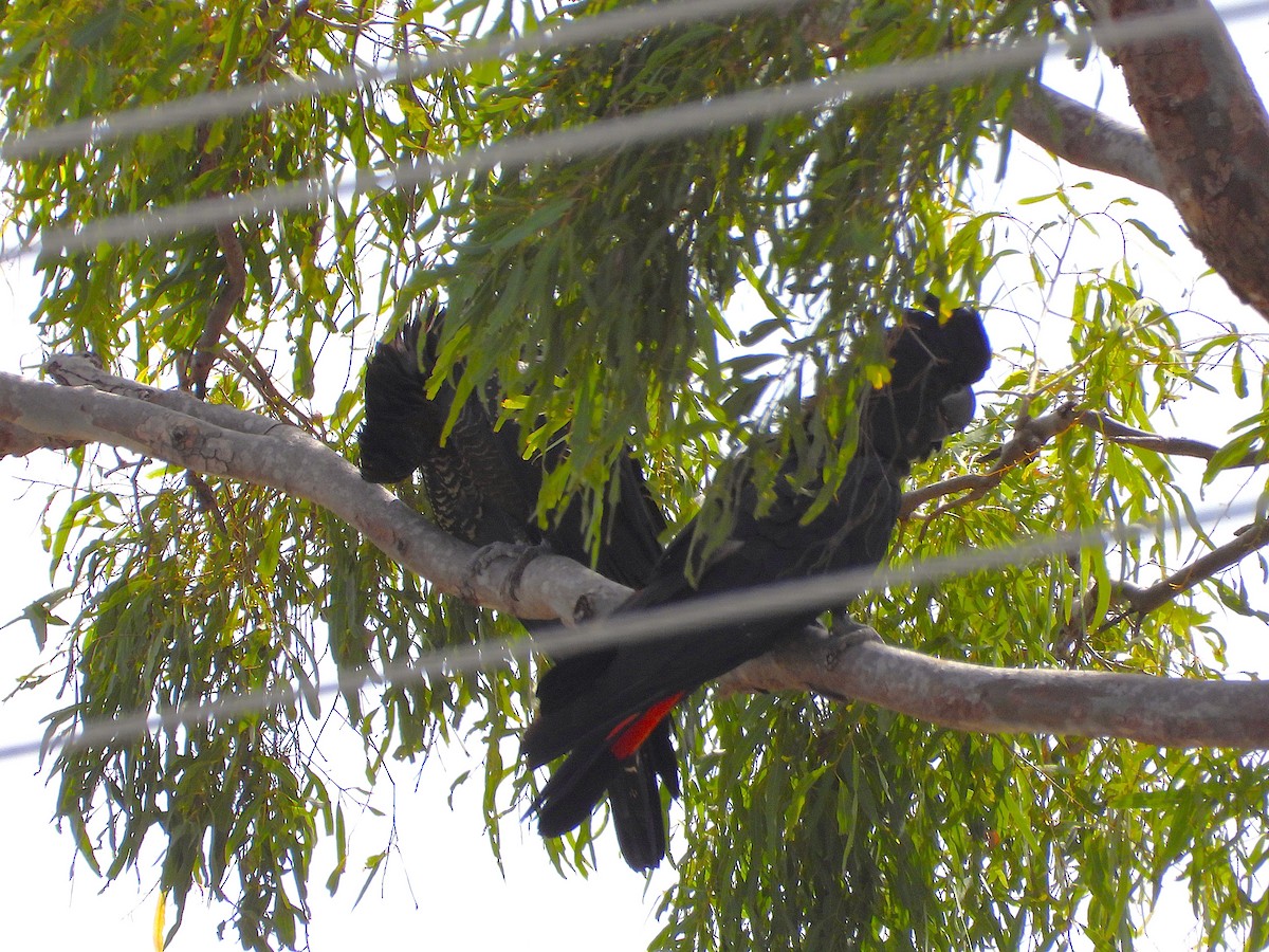 Red-tailed Black-Cockatoo - ML642509500