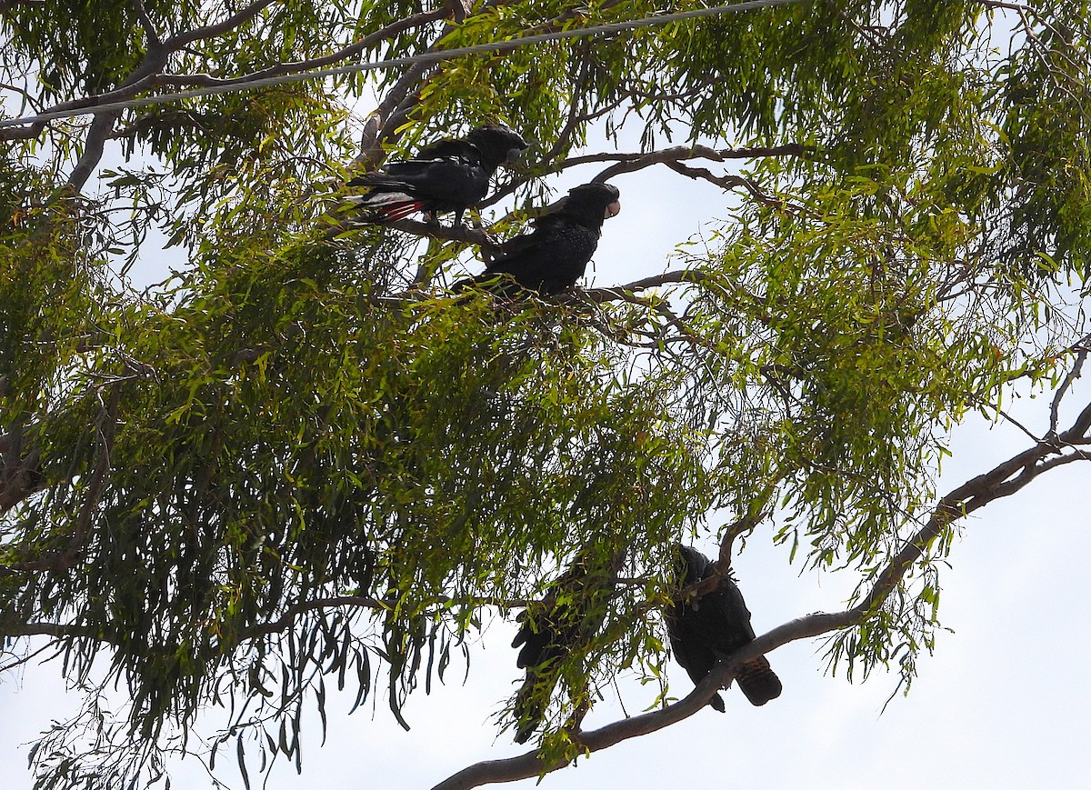 Red-tailed Black-Cockatoo - ML642509501