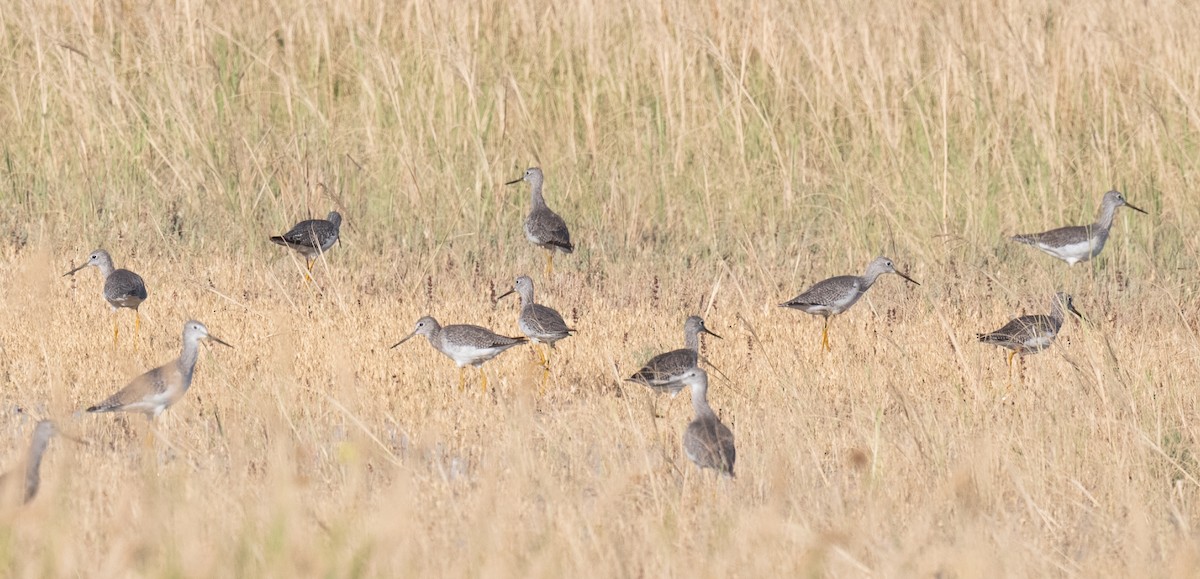 Greater Yellowlegs - ML642509505