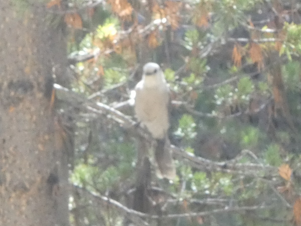 Canada Jay - ML642509515