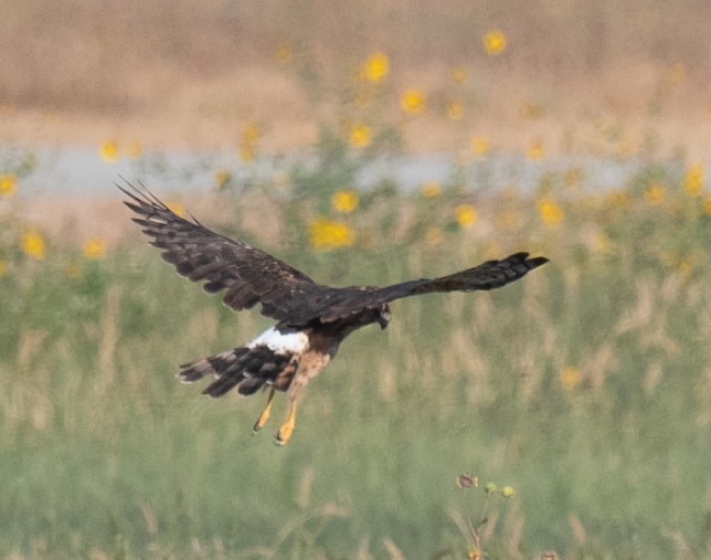 Northern Harrier - ML642509516