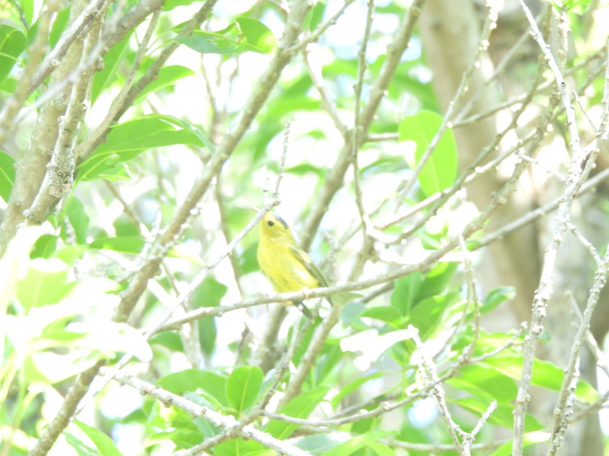 Wilson's Warbler - ML642509518