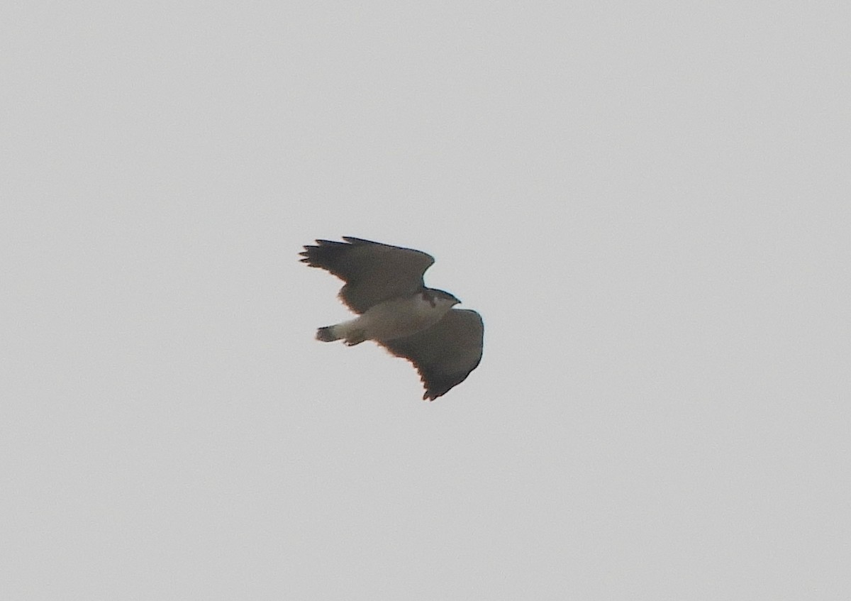 Variable Hawk - ML642509519