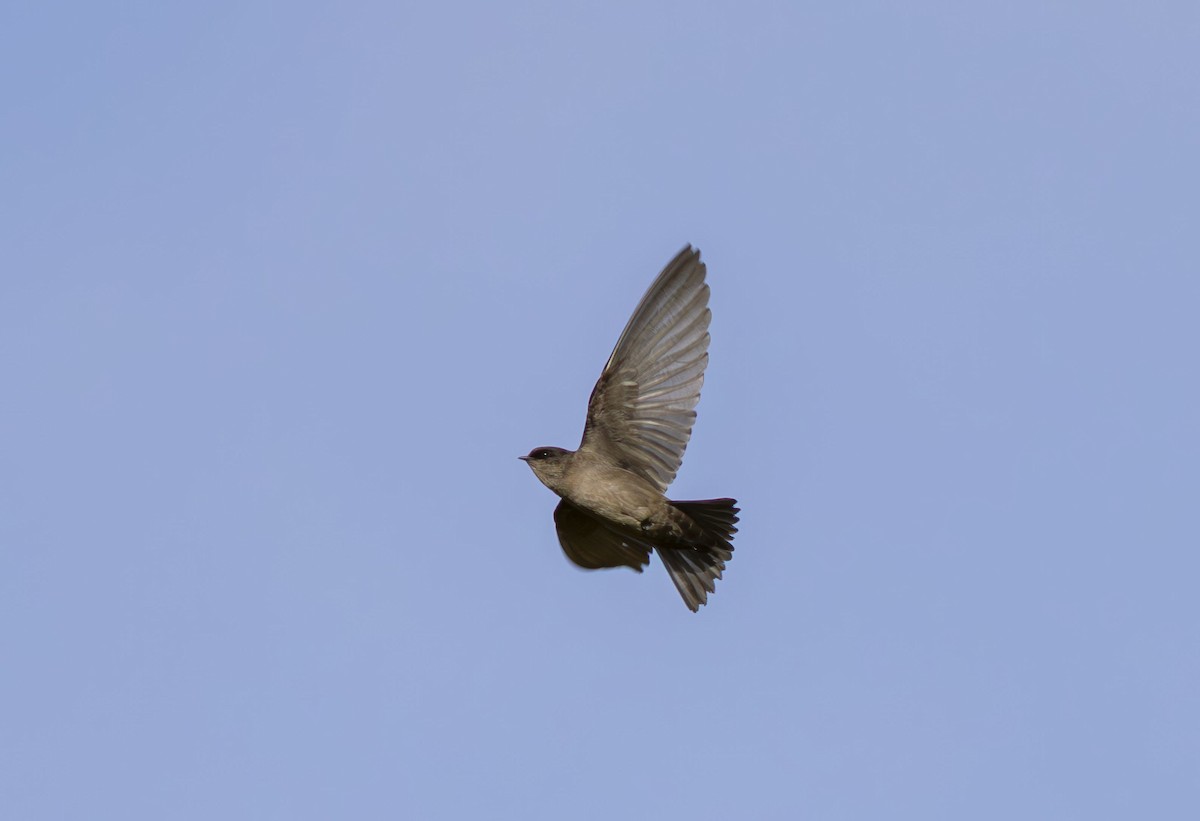 Brown-bellied Swallow - ML642509521