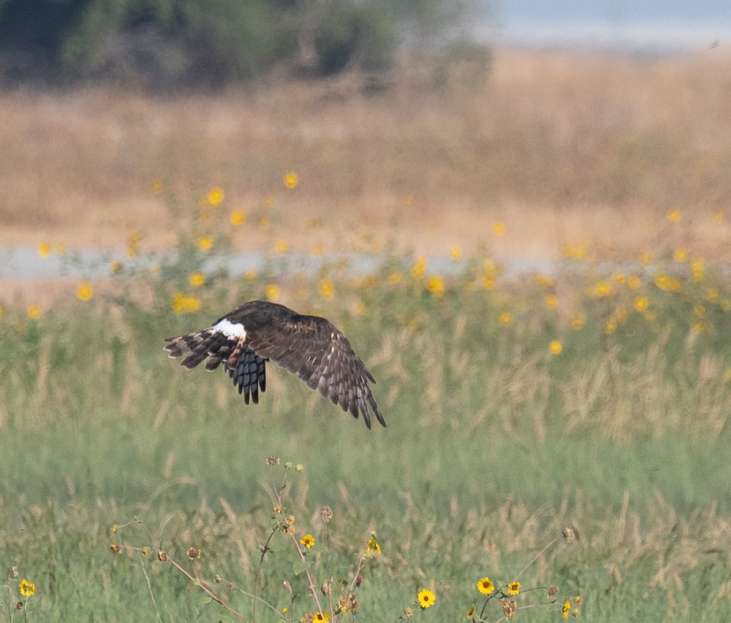 Northern Harrier - ML642509523