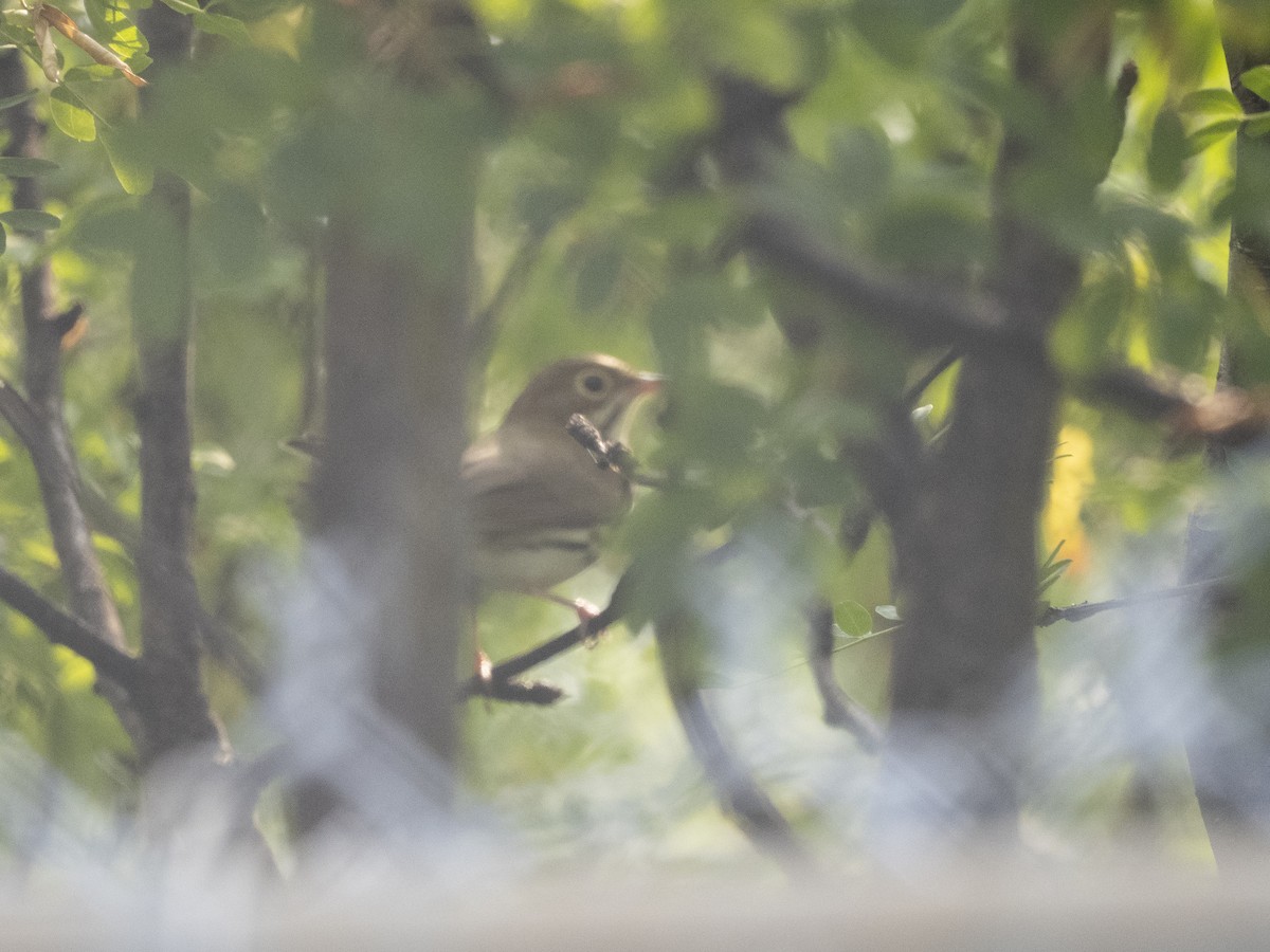 Ovenbird - ML642509526