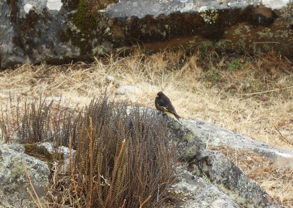 Black Siskin - ML642509532