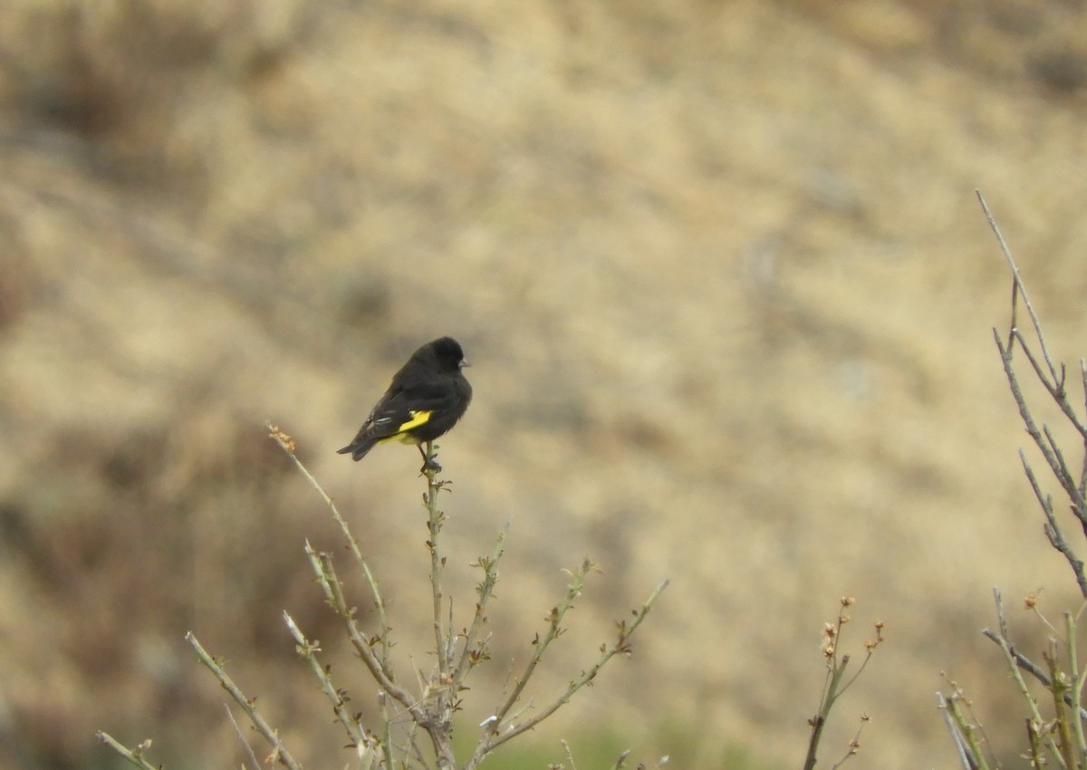 Black Siskin - ML642509533