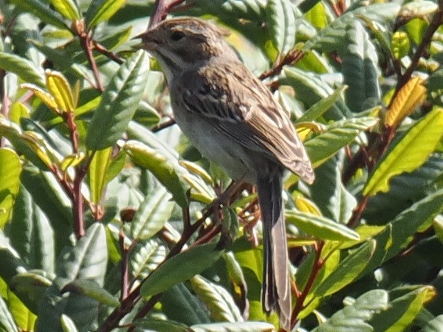 Clay-colored Sparrow - ML642509551