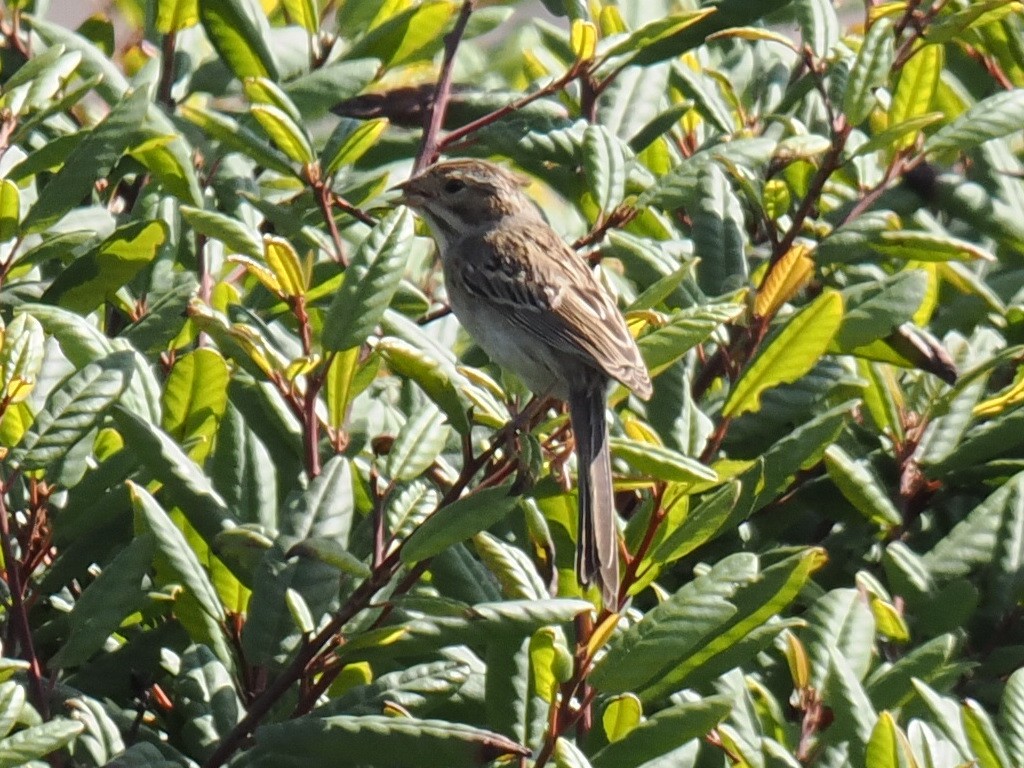 Clay-colored Sparrow - ML642509552