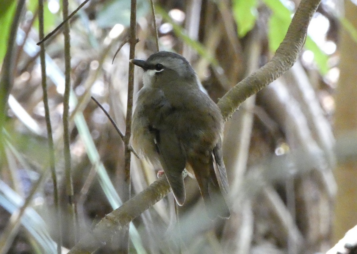 Gray-headed Robin - ML642509634