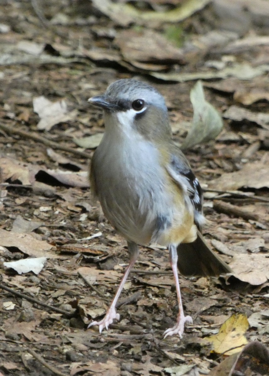Gray-headed Robin - ML642509635