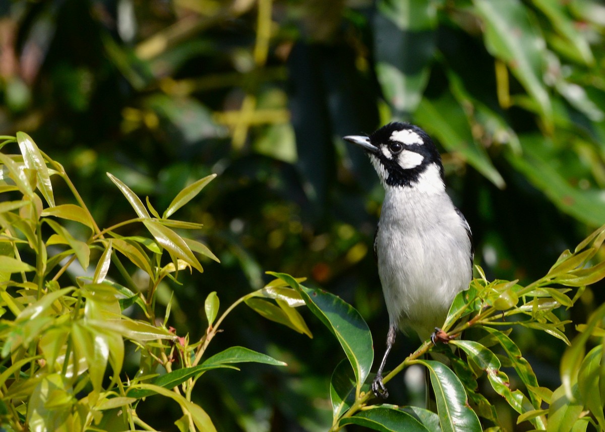 White-eared Monarch - ML642509687