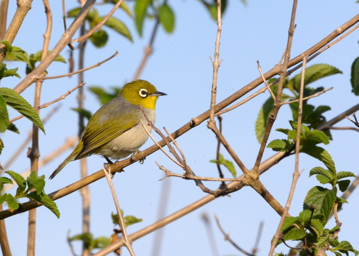 Silvereye - ML642509694