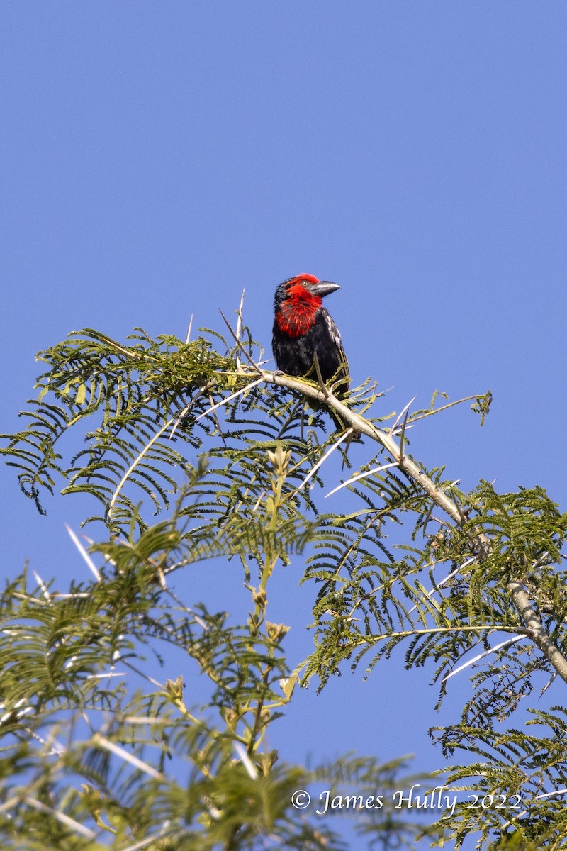 Черноклювая либия - ML642509701