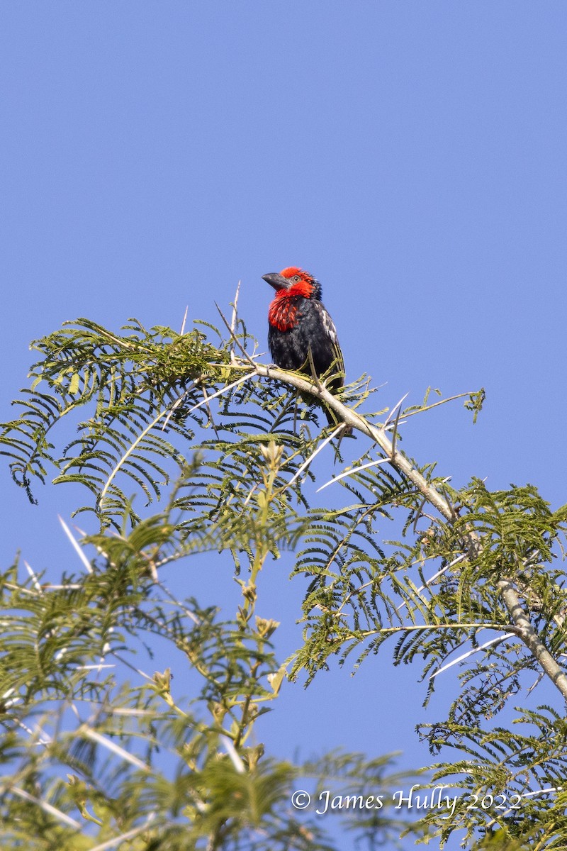 Черноклювая либия - ML642509704