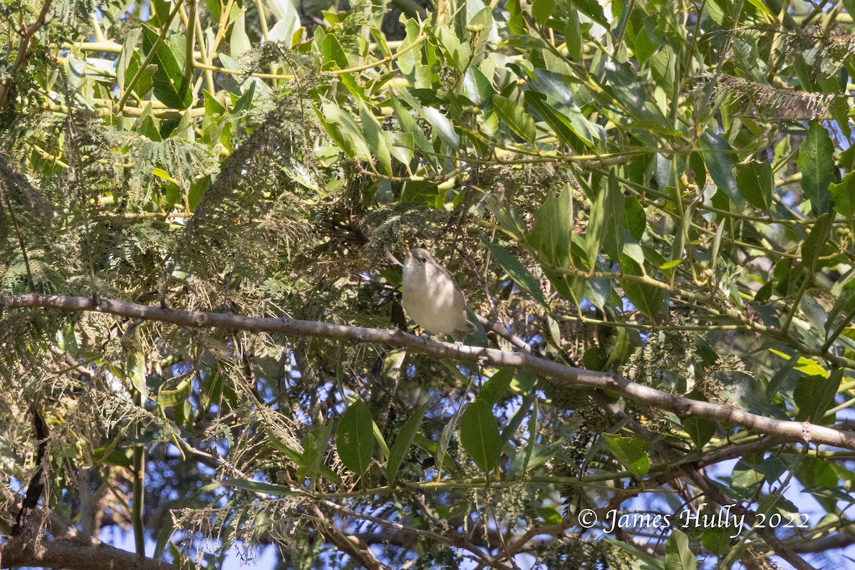 Eastern Olivaceous Warbler - ML642509712