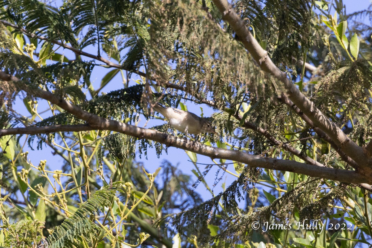 Eastern Olivaceous Warbler - ML642509713