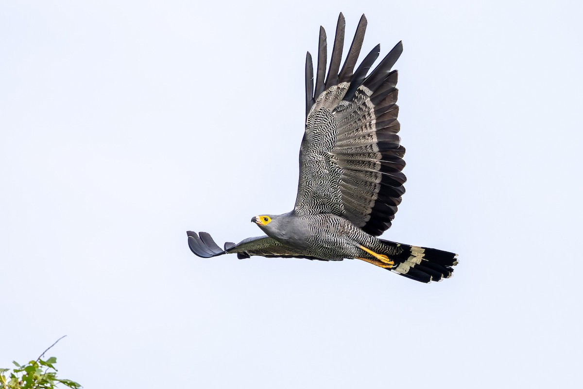 African Harrier-Hawk - ML642509719