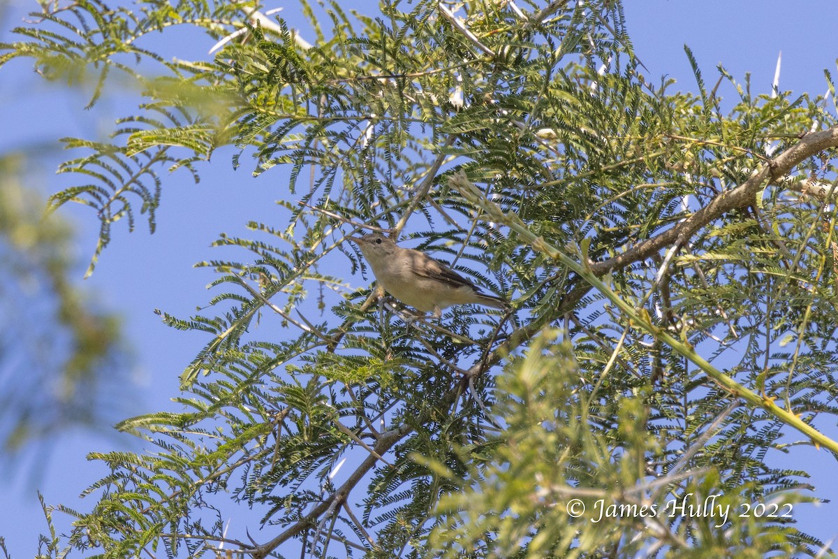 Eastern Olivaceous Warbler - ML642509722