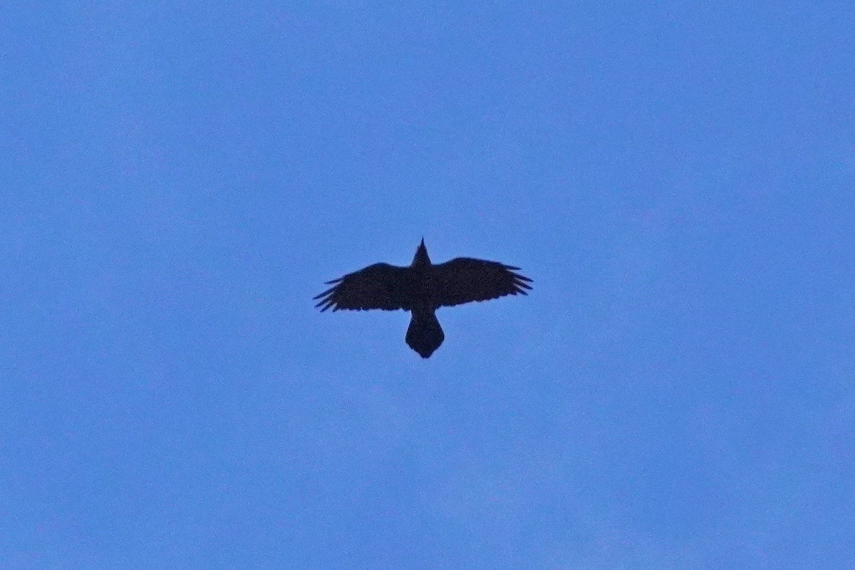 Common Raven - ML642509726