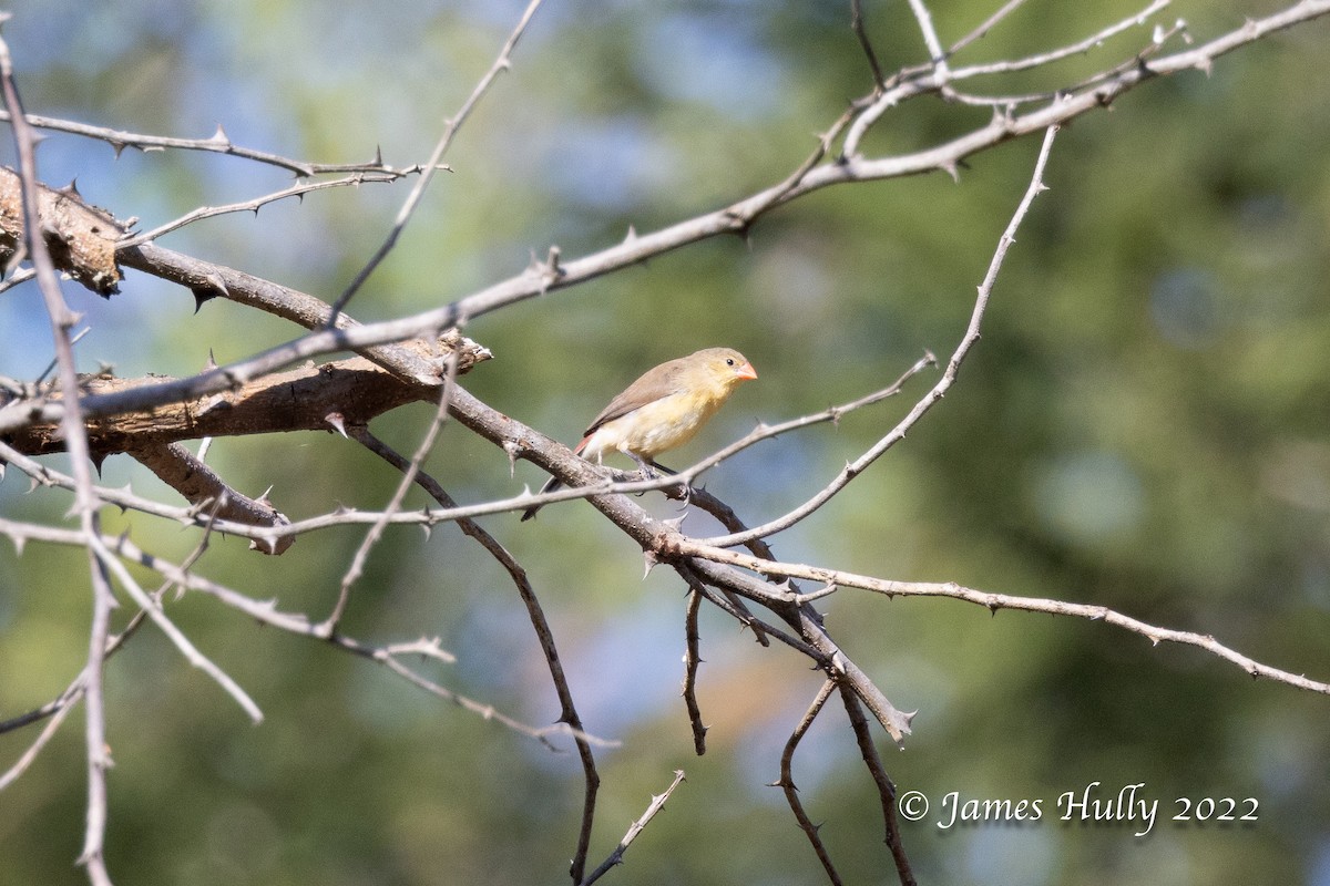 Fawn-breasted Waxbill (Abyssinian) - ML642509727