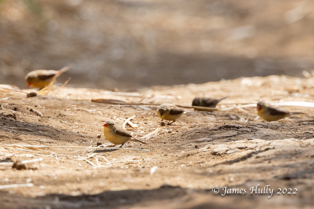 Sumpfastrild (ochrogaster) - ML642509760