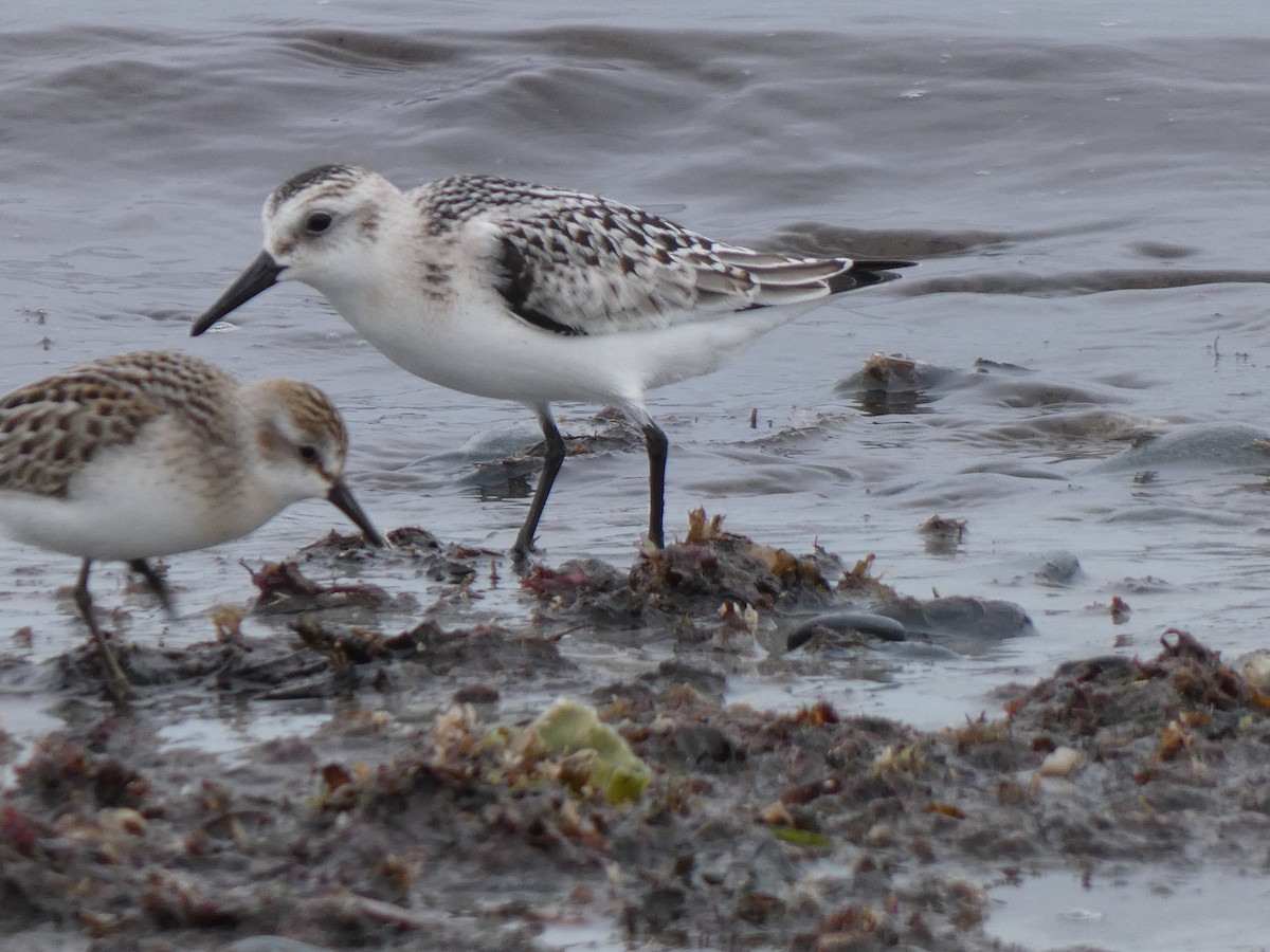 Sanderling - ML642509761