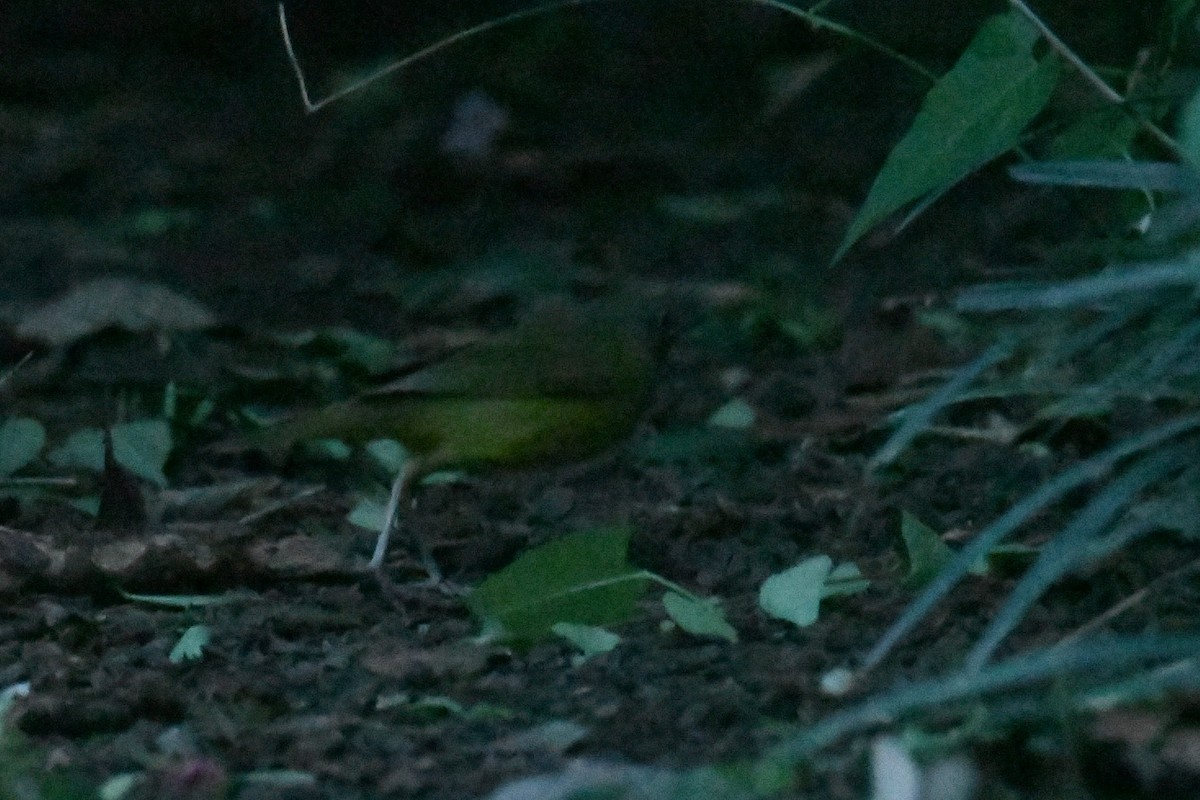 Waldsänger, unbestimmt - ML642509764
