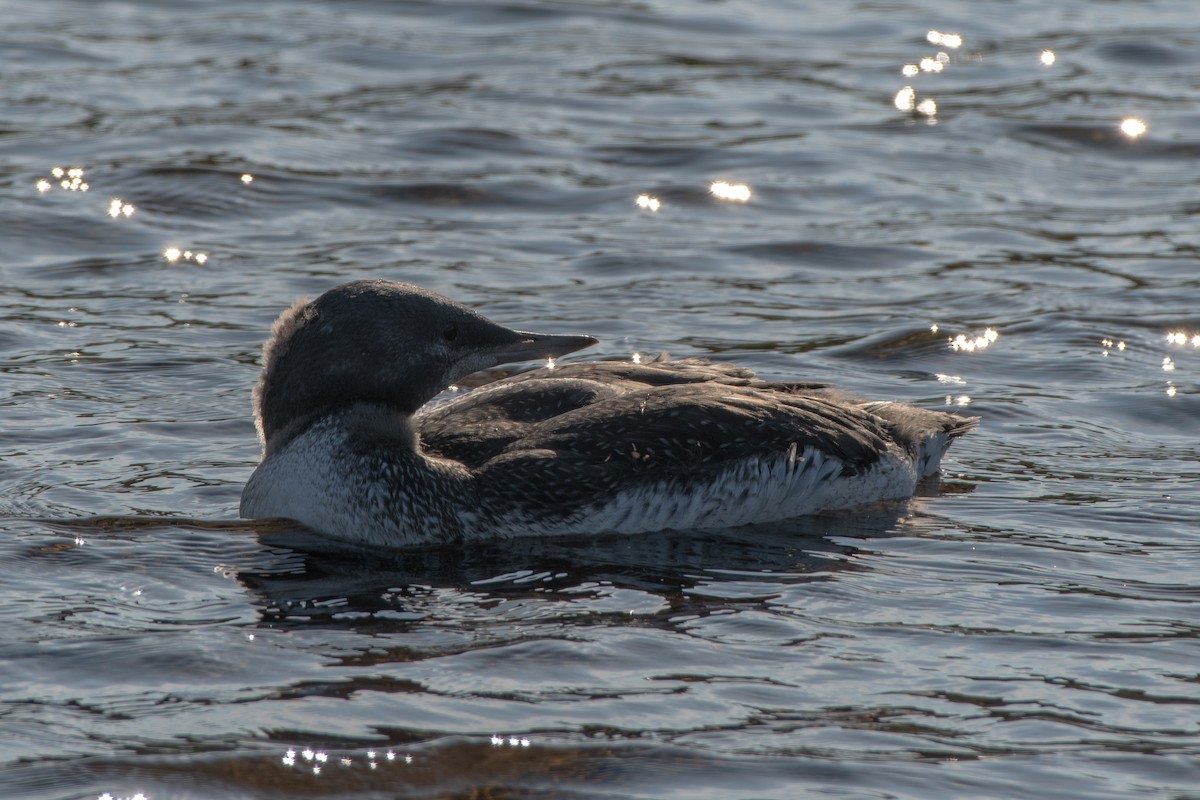 Red-throated Loon - ML642509778