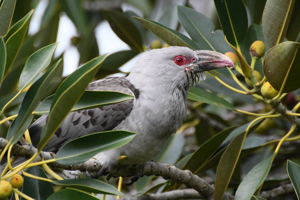 Channel-billed Cuckoo - ML642509779