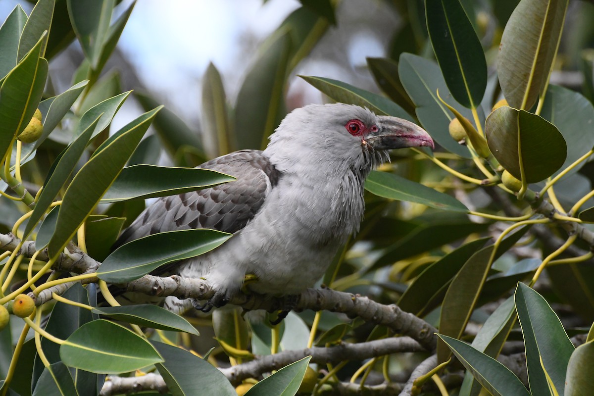 Channel-billed Cuckoo - ML642509784