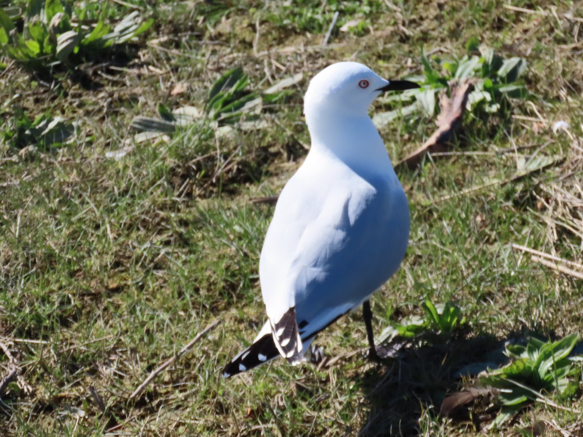 Black-billed Gull - ML642509786